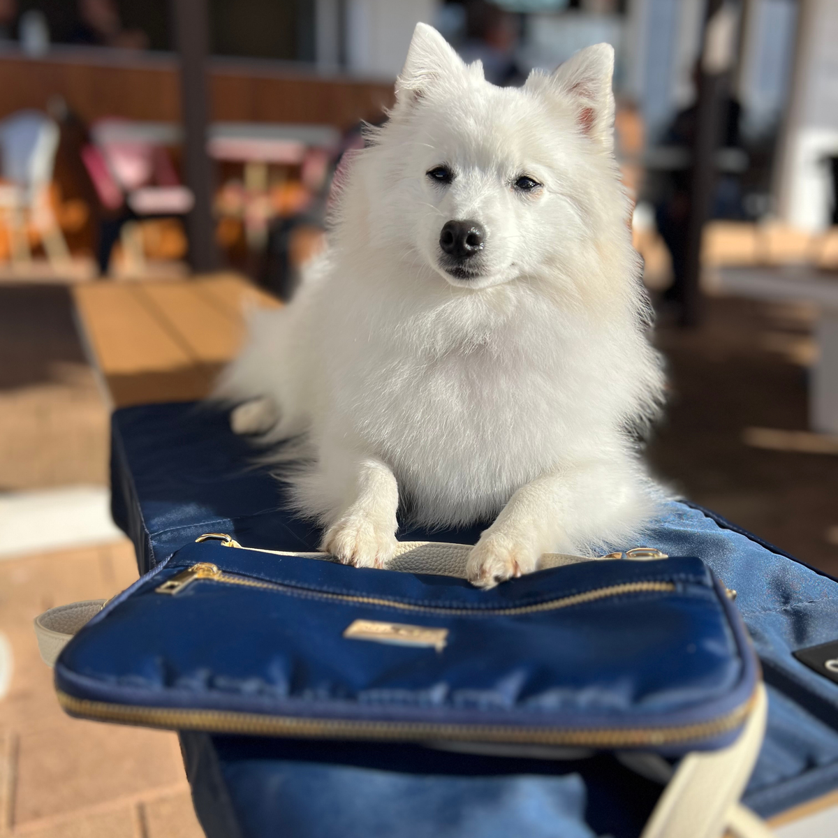 The Dog Mum Bag + Doga Mat Set - Midnight Blue