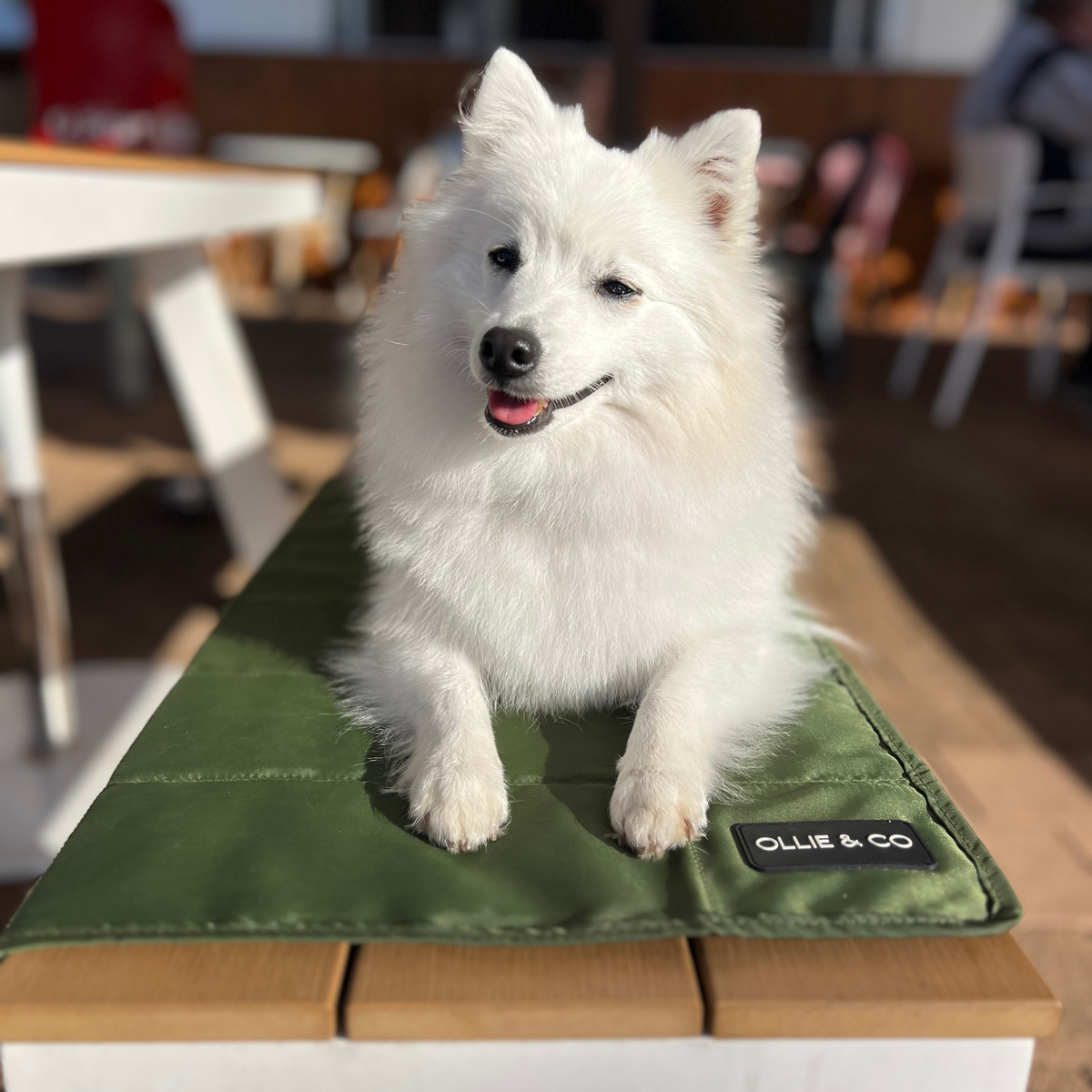 The Dog Mum Bag + Doga Mat Set - Olive