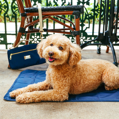 Dog lying on a blue mat with a chair and cross body bag in the background