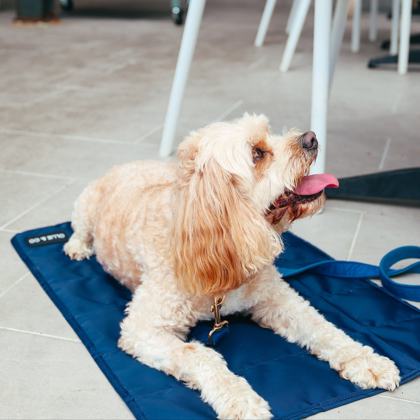 The Dog Mum Bag + Doga Mat Set - Midnight Blue