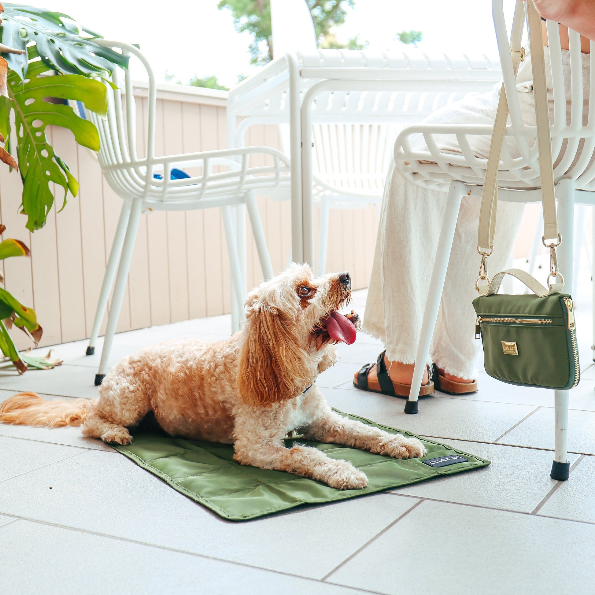 Dog on travel Mat at cafe