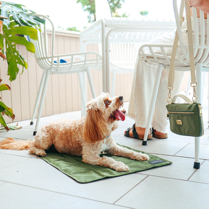Dog on travel Mat at cafe